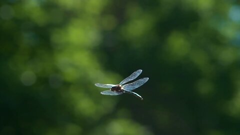 Slo-Mo Insects - Episode 2