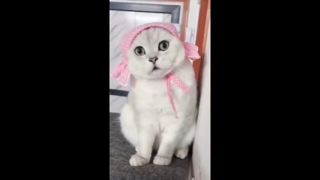 Funny Cat Video