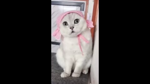 Funny Cat Video