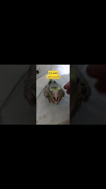 تطعيم فراخ كاليبسيت لاتينو عين حمراء روعة