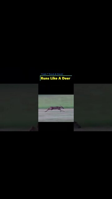 Fuels Up & Runs Like A Deer