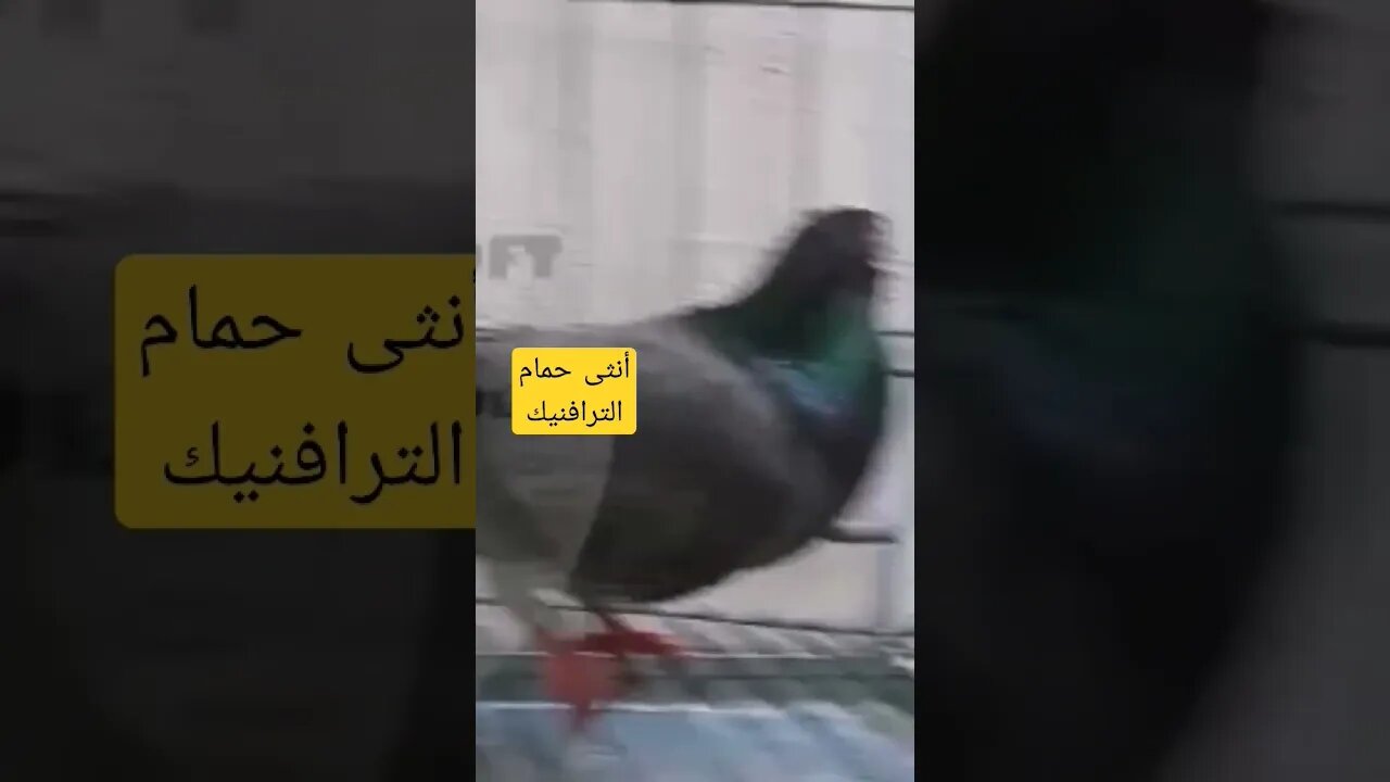 أنثى حمام الترافنيك الناذر كيوت روعة
