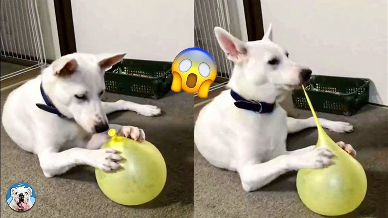 Funny Dog Videos: Pets That Are Just Too Stupid