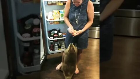 Always keep your beaver satisfied.😏😂 #shorts #shortsfeed #clips #shortvideo