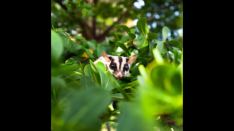 Cute Sugar Gliders