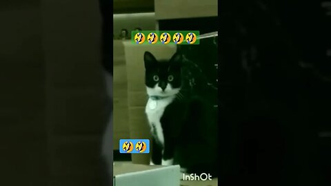 Gato Bartolomeu Tunico segunda-feira 🙀