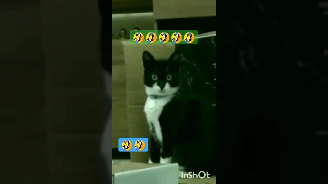 Gato Bartolomeu Tunico segunda-feira 🙀