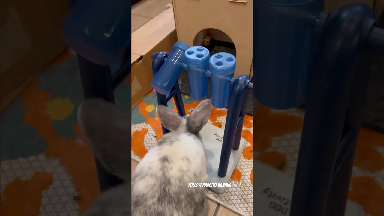 Fun Puzzle Toy for Rabbito Banana 🐇 🍌 Lots of Treats!