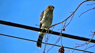 IECV NV #462 - 👀 White Breasted Hawk I Think 🐦8-20-2017