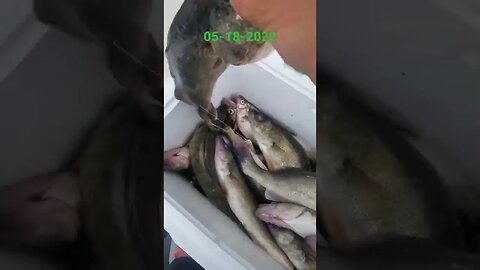 6 man Walleye limit on lake Erie! Was a crazy fast morning, done by 11:30!!