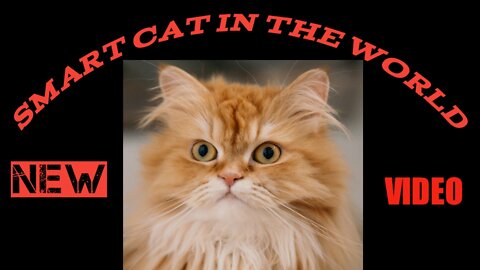 SMART CAT IN THE WORLD VERY NICE VIDEO