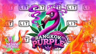 Trying Bangkok Purple THCa from Lit Farms! The Dank Flamingo Cannabis Review!