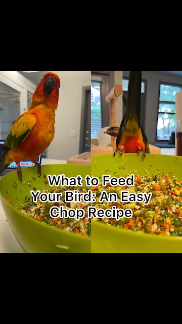 Here's a common recipe that I feed my birds!