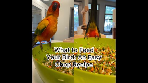 Here's a common recipe that I feed my birds!