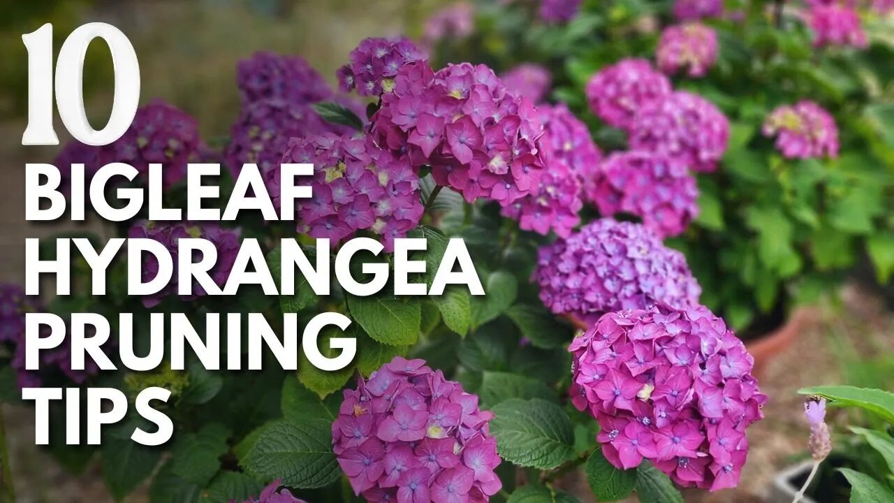 😉Top 10 Tips For Pruning Bigleaf Hydrangeas😮