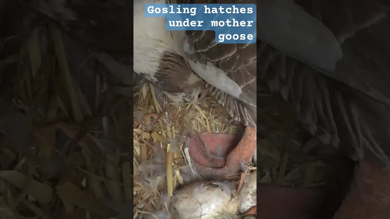 Gosling hatching under mother goose ❤️#pilgrimgeese #gosling