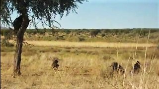 Orphaned baboons enjoy free time in the wild