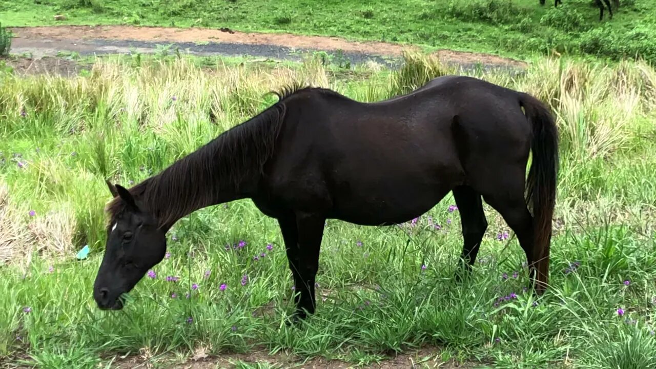Arthur and Penny graze the hillside while Elsa eats some grass. A view of our property.