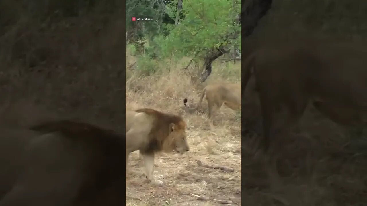 Grumpy Lions With Rhino They Caught #shorts