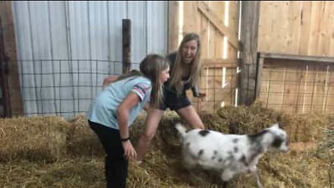 American girl yanks baby tooth with help from a goat