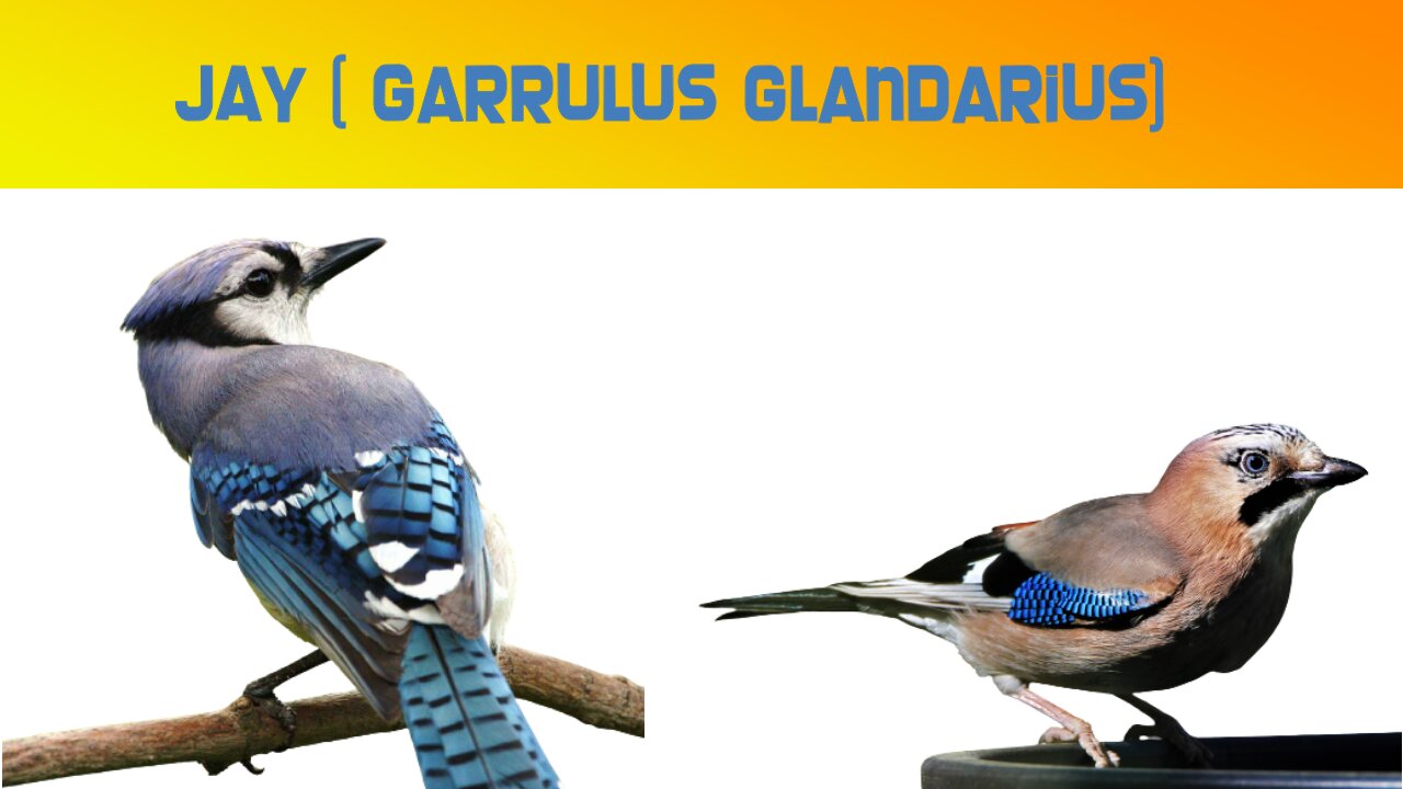 JAY (Garrulus glandarius)