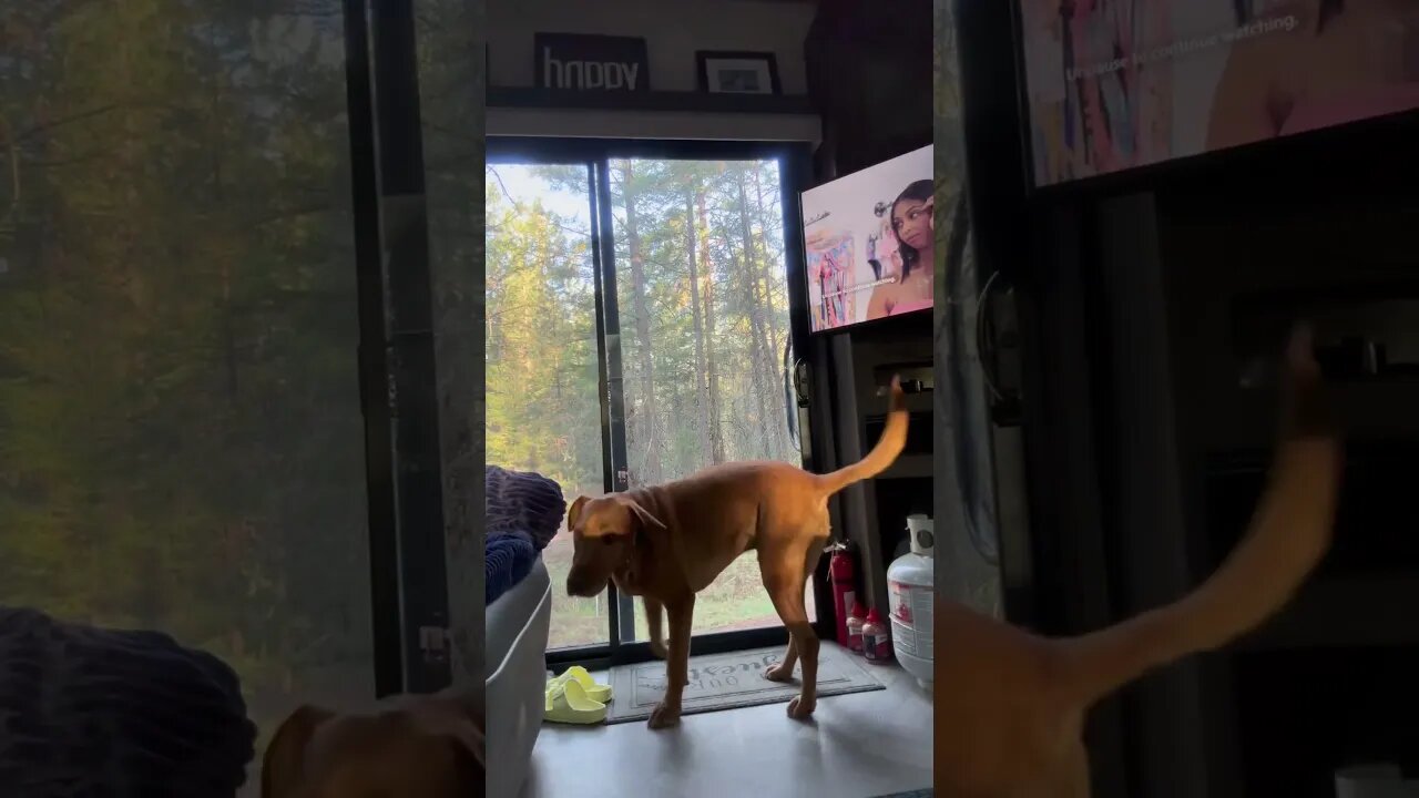 Morning back rubs with my lab Rusty while camping - wait for the tail #labrador #foxredlab