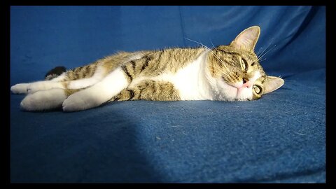 Cat Photography