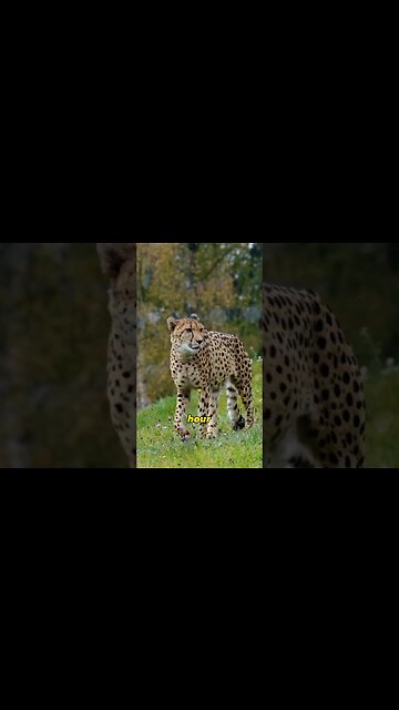 A Cheetahs True Top Speed?