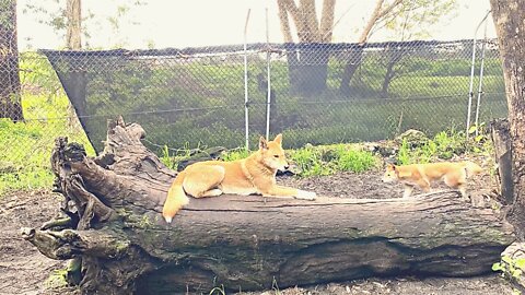 A Dog Sitting In Wood