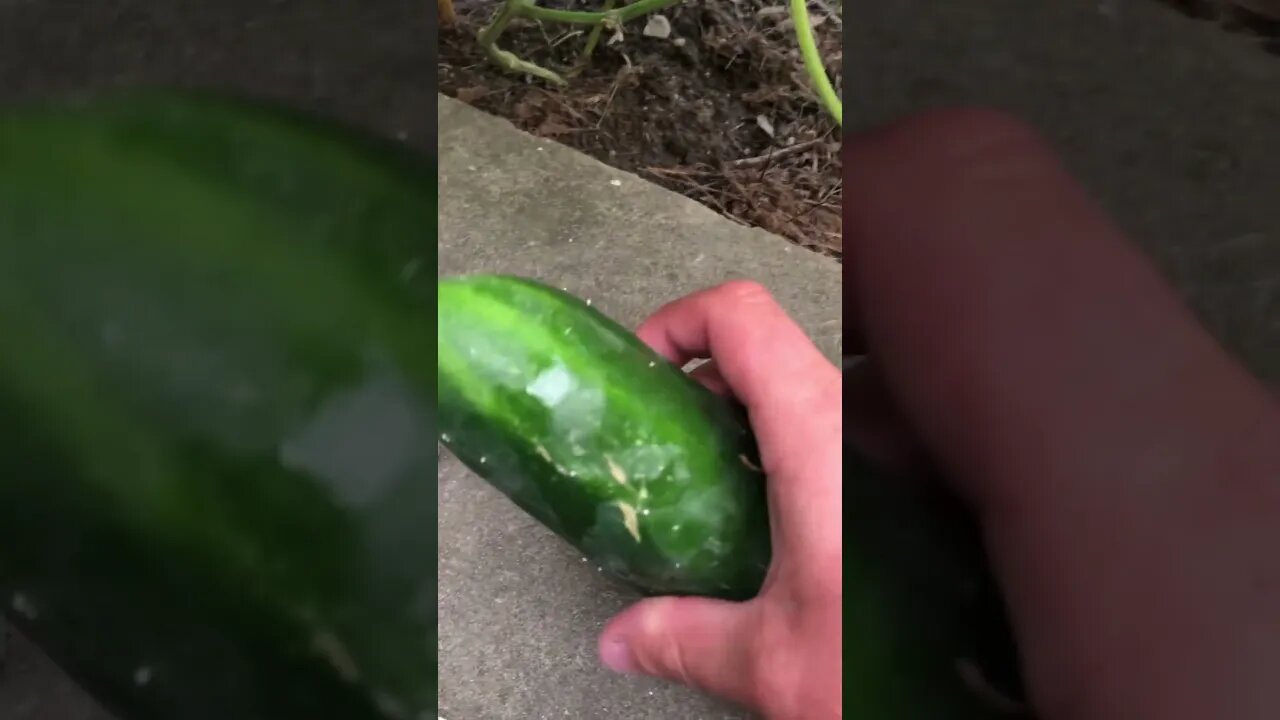 Today’s Salad👨‍🌾