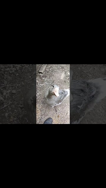 Put a Gosling in the pen with Mack the Gander, he is looking after her.