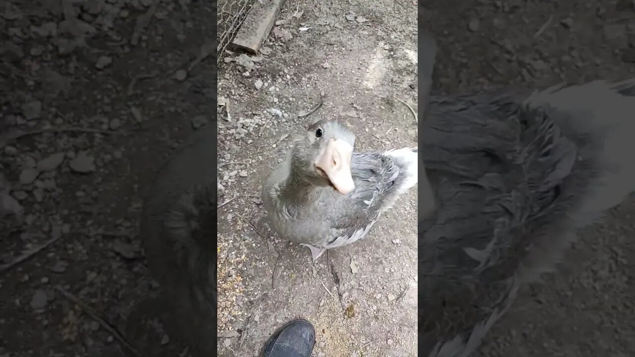 Put a Gosling in the pen with Mack the Gander, he is looking after her.