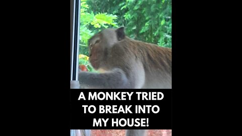 A Monkey Tried To Break Into My House!