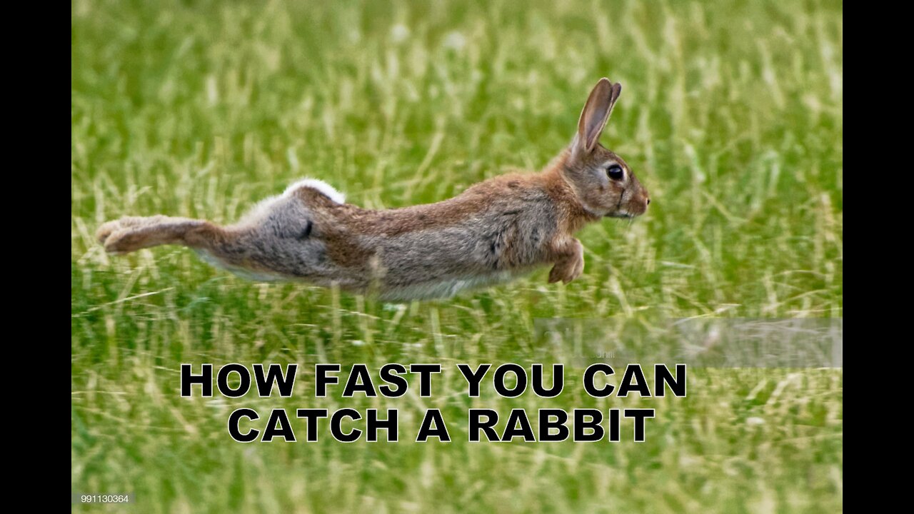 How Fast Can You Catch a Rabbit?!