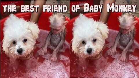 Baby Monkey's Best Friend