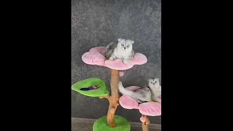 Flower for cats