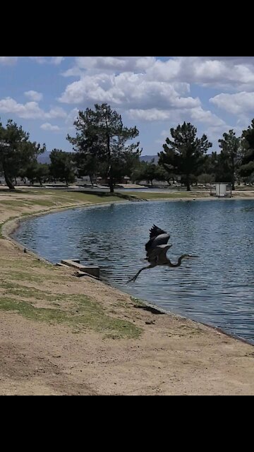 Heron Bird flies inside park