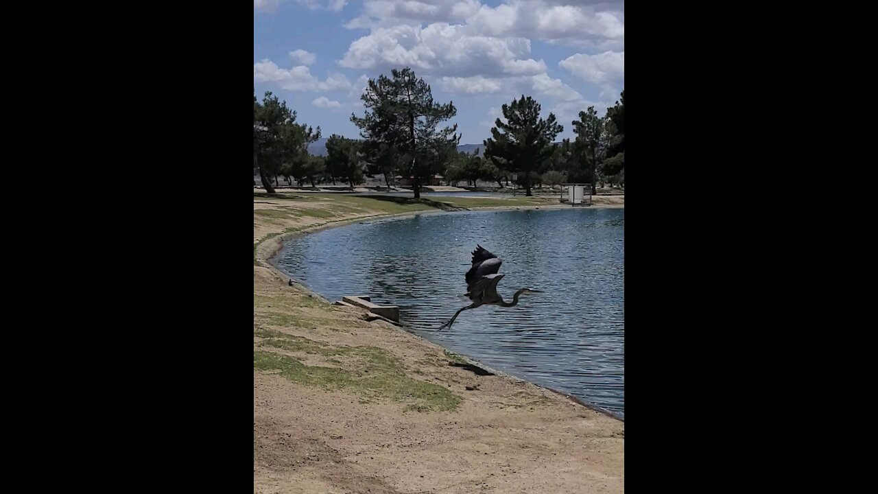 Heron Bird flies inside park