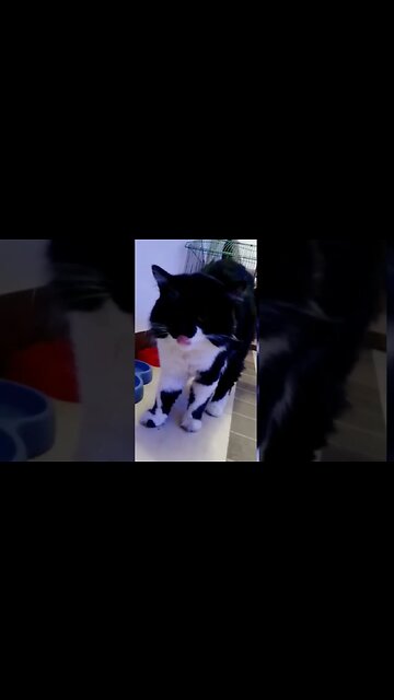 #cats #persian #kittens #leo #cutecat #catlover #catlife #cat