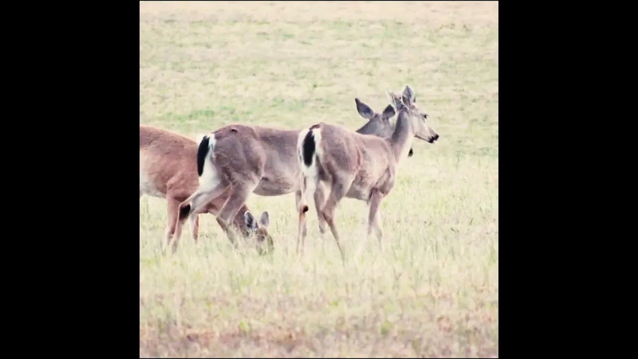 Deer in georgia