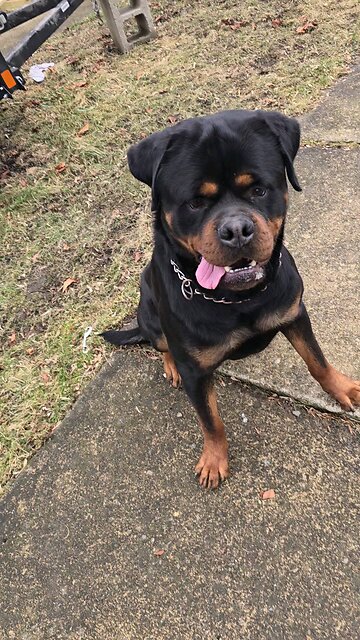 Doneyuno_Rottweilers Doney