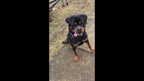 Doneyuno_Rottweilers Doney