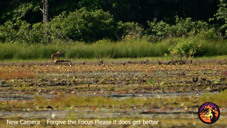 Coyote finishing a kill