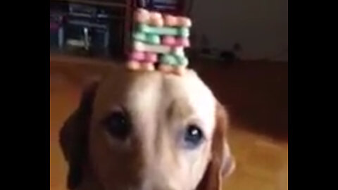 Dog Balances Stack of Treats on Head!
