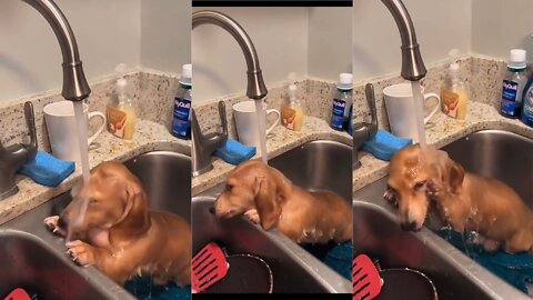 Cute Puppy taking Bath 😍🤭🤣