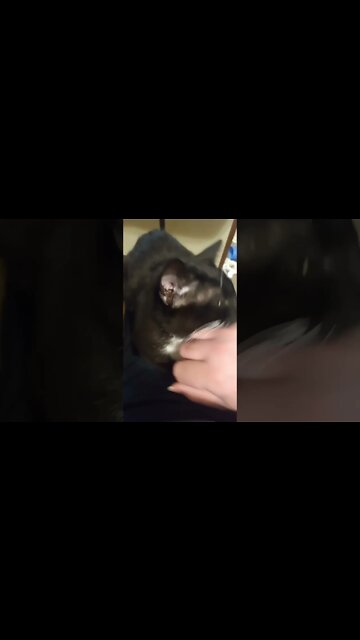 Checking on Kitty #shorts #shortsvideo #shortsfeed #youtubeshorts #catvideos #cute