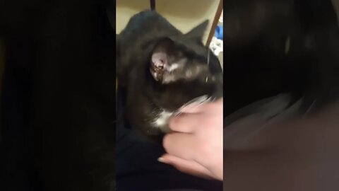Checking on Kitty #shorts #shortsvideo #shortsfeed #youtubeshorts #catvideos #cute