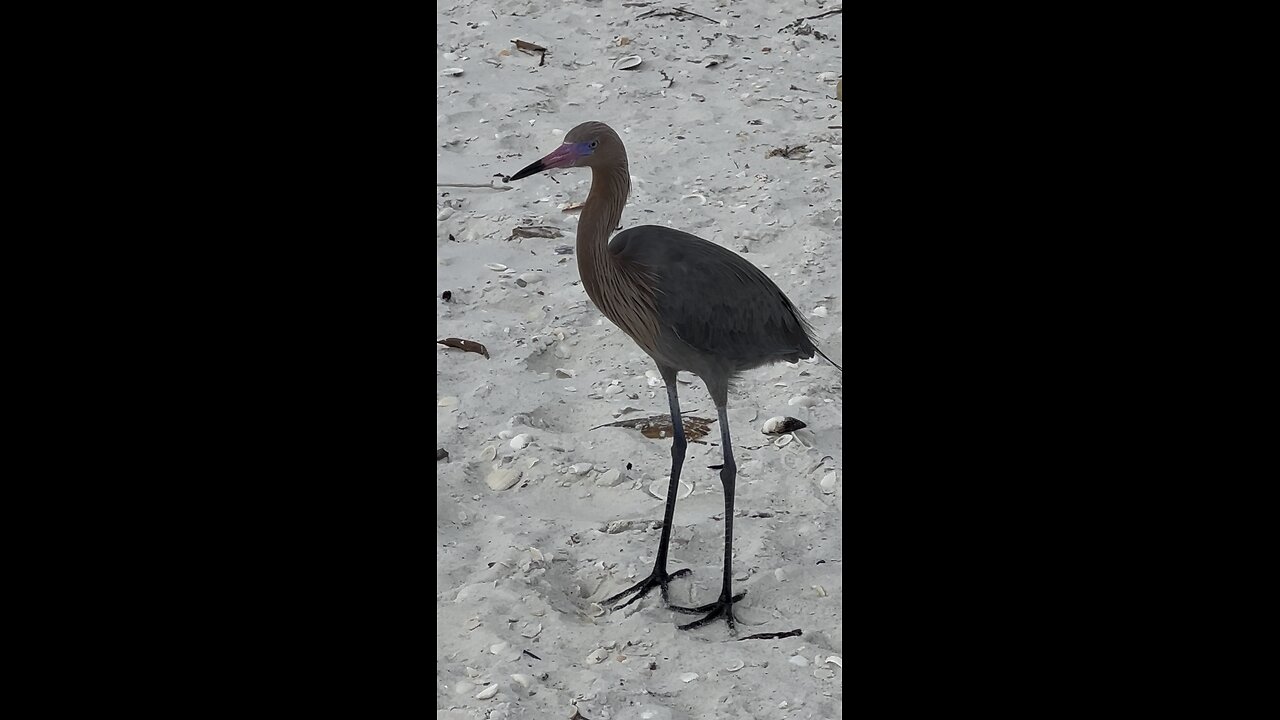 Beautiful Reddish Egret! 4K