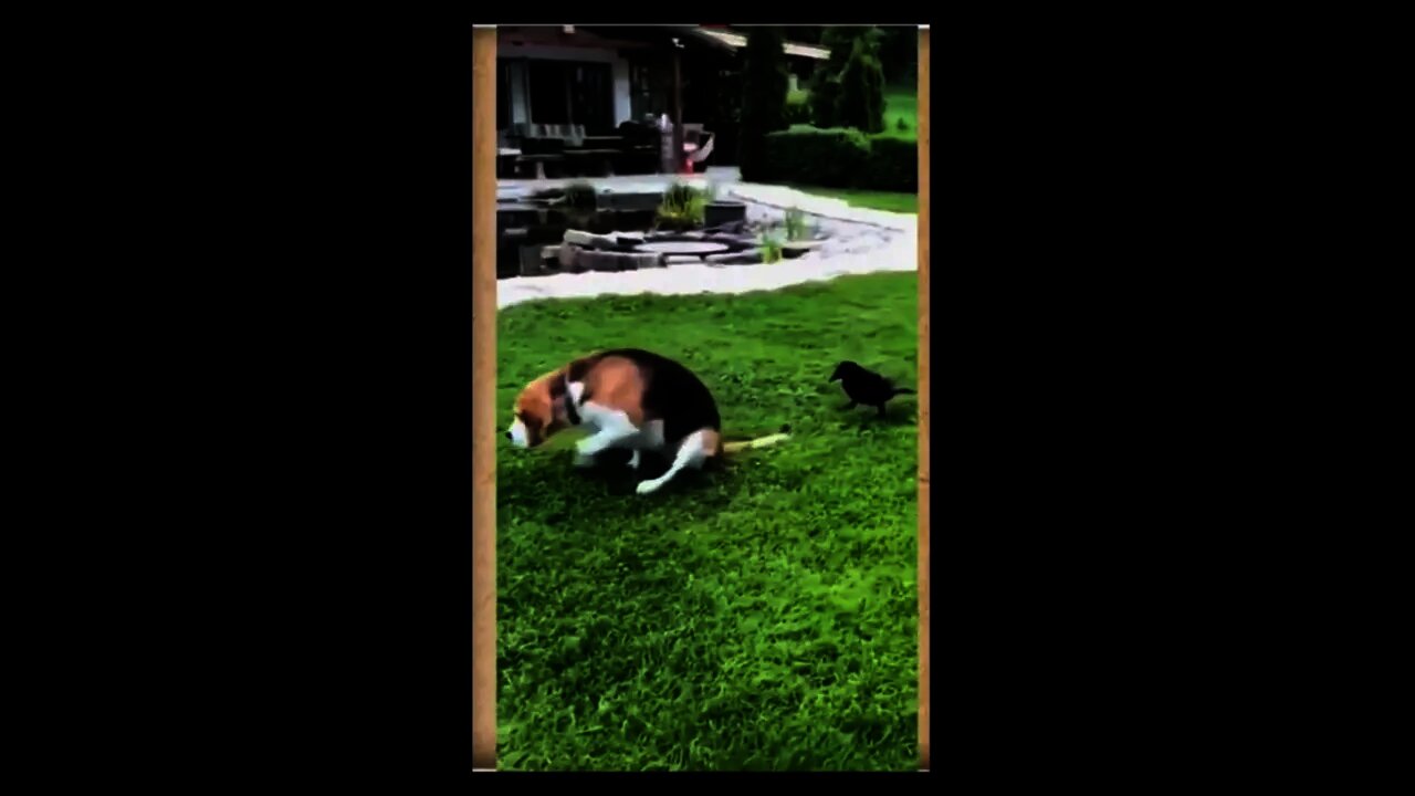狗:不帶這樣的攻擊🤣#Short#dog#狗狗#狗