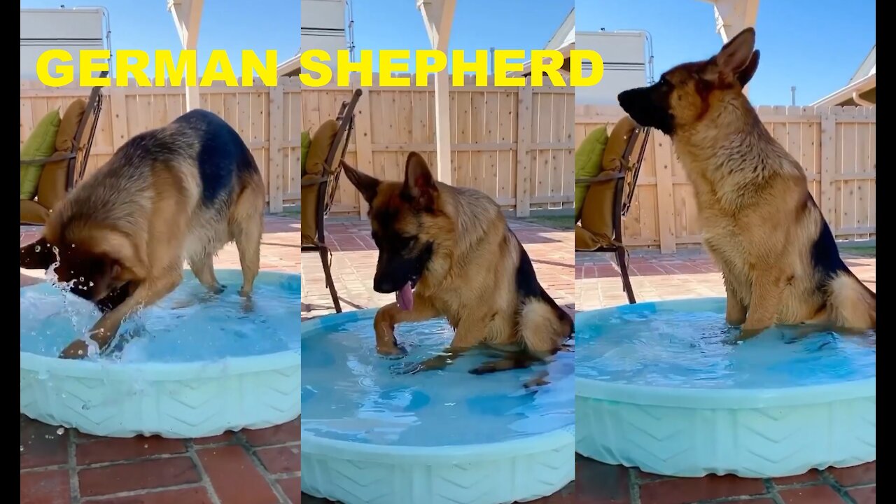 GERMAN SHEPHERD BATHING